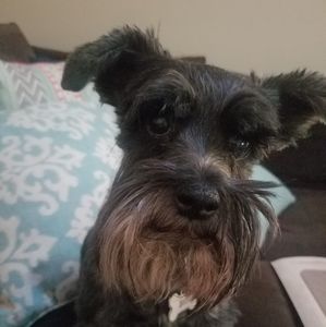 Meet your Posher, Dina